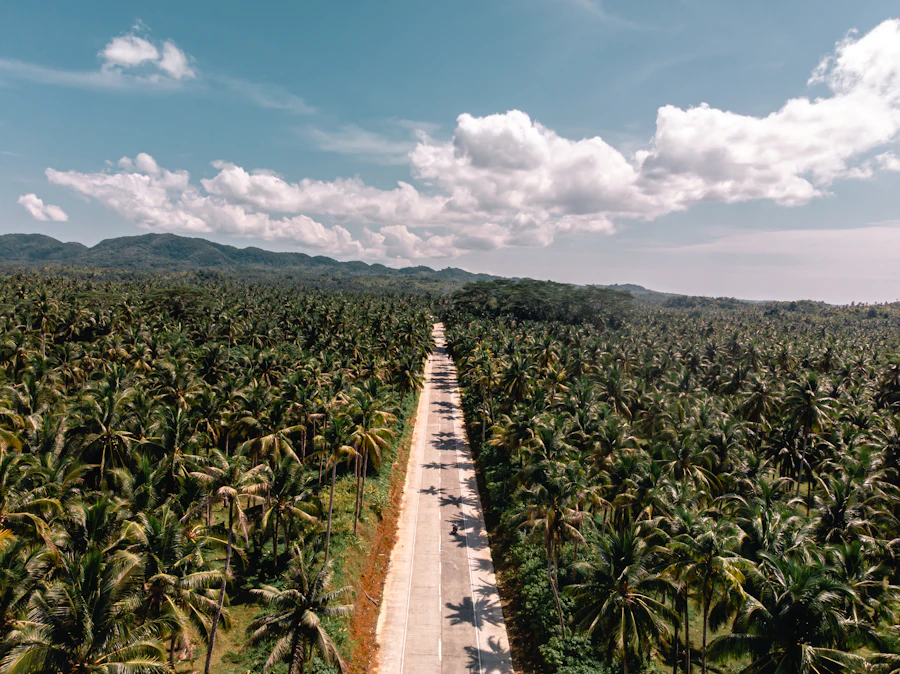 A long road through a forest of coconut palms, seen from above